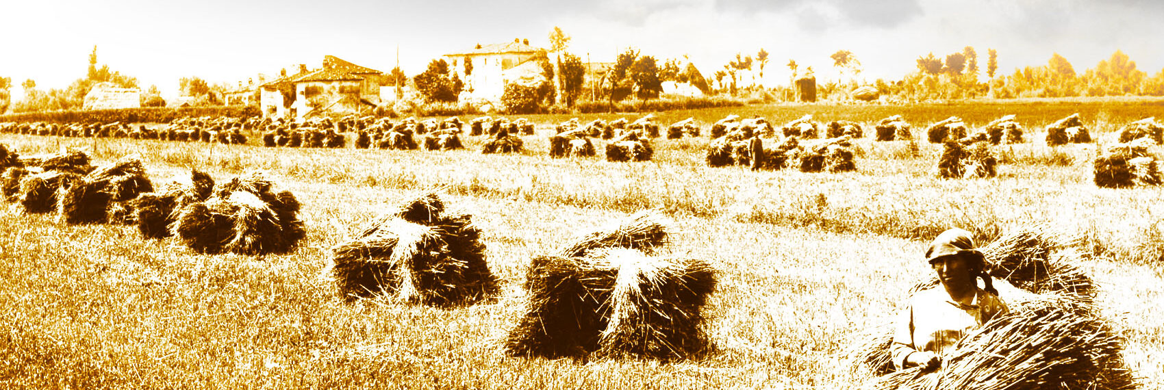 storia del grano senatore cappelli